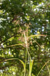 Georgia bulrush